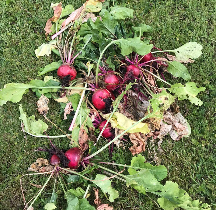 Home grown beets from my veg garden